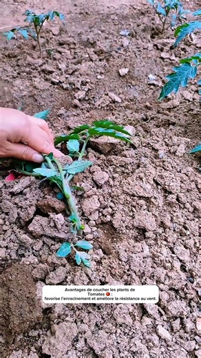 🍅 The Market Gardener's Trick: Laying Tomato Plants Flat for More Roots!