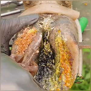 From Limping to Walking Strong – Hoof Rehab in Action | Healthy Pathways