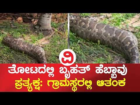 ಚಾಮರಾಜನಗರದಲ್ಲಿ ಆಹಾರ ನುಂಗಿ ಚಲಿಸಲಾರದೆ ಬಿದ್ದಿದ್ದ ದೈತ್ಯ ಹೆಬ್ಬಾವು ರಕ್ಷಣೆ! | GiantPython