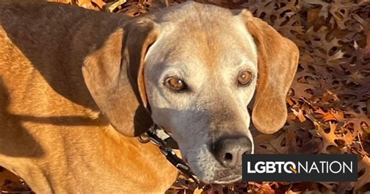 What losing my dog taught me about how queer people love their pets - LGBTQ Nation