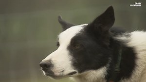 How border collies guide massive flocks with precision