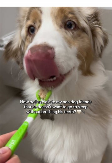 Teaching Dogs Dental Hygiene for Better Sleep