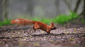 Squirell Fast Super Jump Summer Forest Stock Footage Video (100% Royalty-free) 1103540309 | Shutterstock