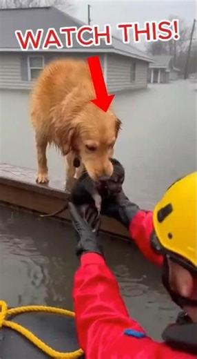 Mother Dog Passes Puppy to Rescuers in Rising Flood