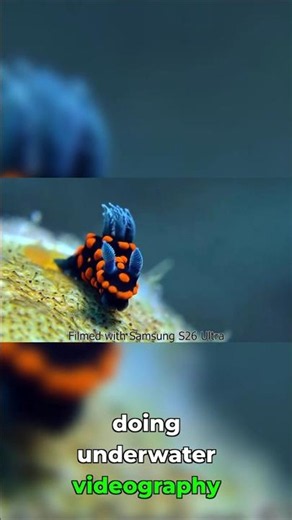 Underwater Shots on a Budget? Learn How!