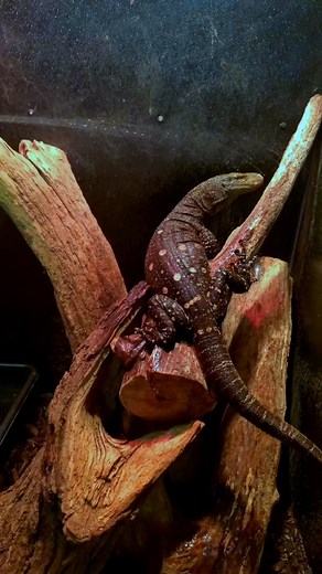 Discover the World's Longest Venomous Lizard - The Crocodile Monitor