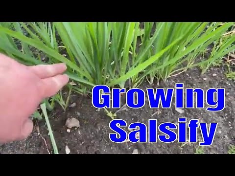 Growing Salsify