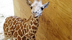 No giraffe news yet, but Animal Adventure Park's about to get bigger