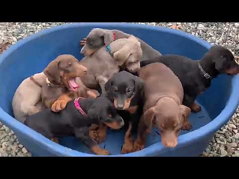 AKC Doberman Pinscher Puppies for sale. Connecticut Breeder. New York, Massachusetts, New England