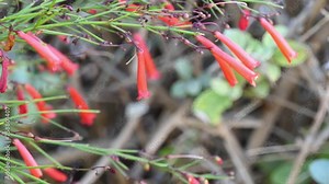 Russelia equisetiformis, commonly known as fountainbush, firecracker plant, coral plant, coral fountain, coralblow and fountain plant, is a weeping subshrub in the Plantaginaceae family.
