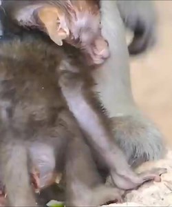 The baby monkey is thin and weak, hungry, and has no energy left #Monkeyvideos | Monkey Smile