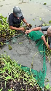 Trapping a lot of big eel fish with primitive technology | Emma Girl Fishing