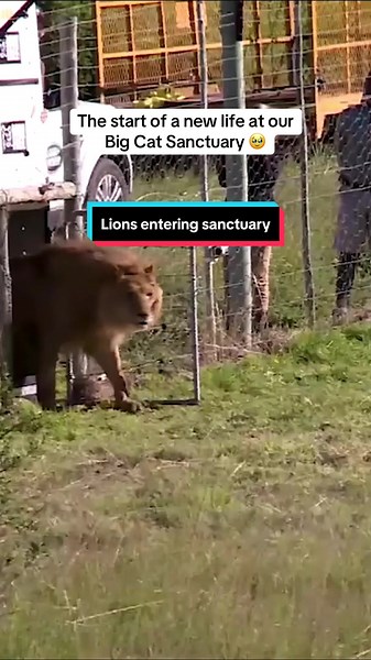 Rescuing Wild Animals: Life at Our Big Cat Sanctuary