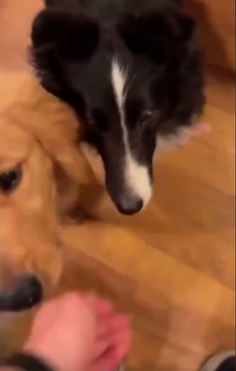 Manic Monday with Shelties!