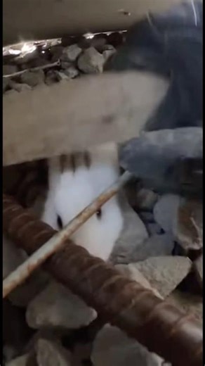 CRUSHED Under Concrete! 🥺 Construction Site Bunny Rescue