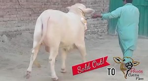 137 reactions · 33 comments | MASHAALLAH MASHAALLAH  ❤️❤️ PRINCE CATTLE FARM ❤️❤️ NEW ENTRY اَلْحَمْدُلِلّه | Karachi Cow Mandi Services | Facebook