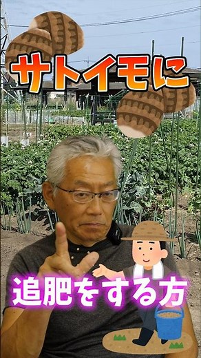家庭菜園や農園の里芋栽培で最後の追肥の秘訣！夏場の管理のコツと里芋の育て方！【農家直伝】#shorts