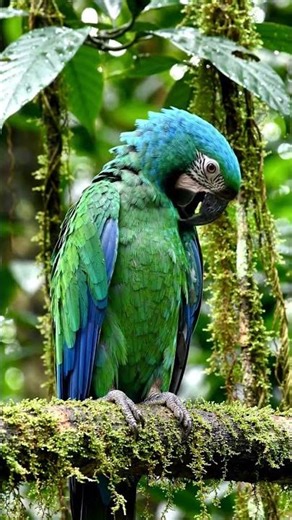 Blue-Headed Macaw – Rare Beauty of the Amazon(Primolius couloni) ‪@BirdWorldDaily‬