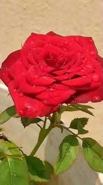 Beautiful Red Rose 🌹 | Symbol of Love & Beauty | Fresh Bloom Vibes ✨