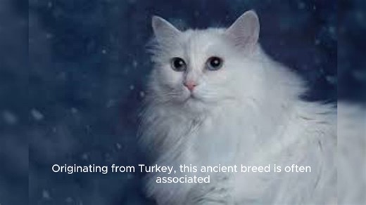 Turkish Angora Cat