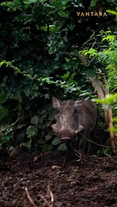 Warthogs get their name from the distinct ‘warts’—the bony, cartilage-filled protrusions on their faces. These natural shields serve as built-in armour, protecting them during fierce battles, especially among males. Tough, smart, and perfectly adapted—nature always knows best. 🐗⚡️ [warthog, warthogs, fact, information, wildlife, wild animals, vantara] | Vantara