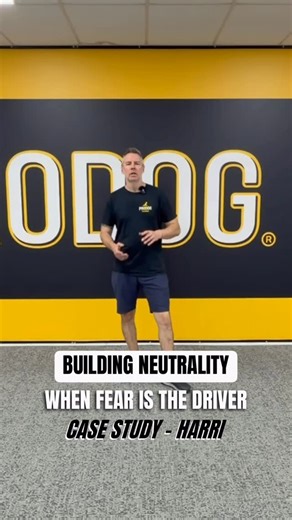 Harri - Michèle's dog, who came with many significant challenges. Any dog with severe aggression becomes a life long project. There is no fix, but huge improvement can be made. This video is less of a tutorial and mostly for discussion purposes. #prodogfam #reactivedog #aggressivedog #rescuedog | Pro Dog Training