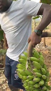 6.1K views · 489 reactions | Farming is Fun殺殺❤️❤️ | Denis Duke | Facebook