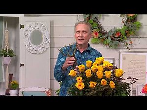Cottage Farms 2-Piece Knock Out Roses Bareroot Plants on QVC
