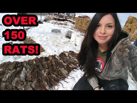 WELL OVER 150 RATS Caught by My Mink and Dogs!!!