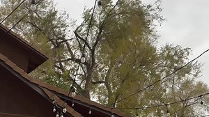 Some limb damage in our neighborhood this morning, and we’ve had the lights flicker a few times. Peak gust at the airport so far: 63 mph | KOLO Chief Meteorologist Jeff Thompson