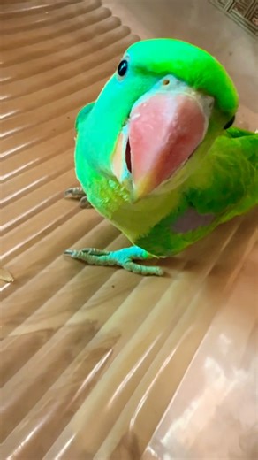 Beautiful Parrot Sound