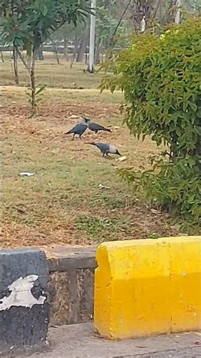 Subhan Allah, birds eating corn !!! #shorts #birds #crow
