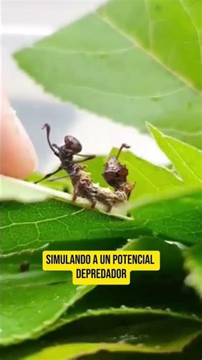 🐛 Alien Caterpillar | Meet the Lobster Moth