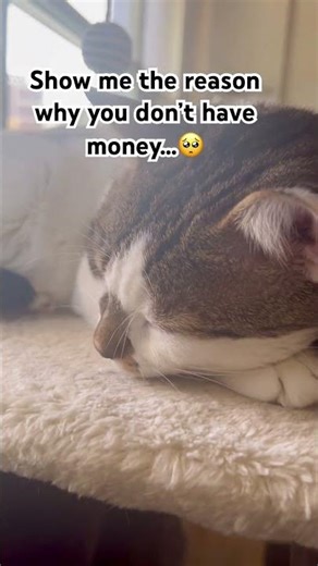 If you heard Mimi snore 😂#cat #catshorts #shortvideo#cats #cute #shorts #funnycat