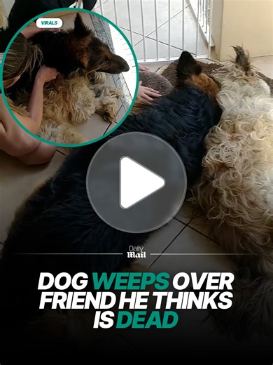 Heartwarming Moment: Dog Cries for His Best Friend