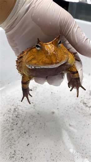 Dayyan Saylany 🇨🇦(🇮🇷🇧🇪🇨🇭) on Instagram: "Gently bathing and doing a quick wellness checkup on one of my captive-bred Surinam horned frogs (Ceratophrys cornuta) 🐸🙏🏼. They are among my favourite species in the Ceratophrys genus. Horned frogs are masters of ambush hunting. These animals will dig down into the substrate, sometimes with their eyes popping out, waiting patiently for unsuspecting prey to scurry on by, at which point they lunge forward and attack. Horned frogs are known for c