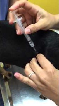 How to give your dog an insulin shot