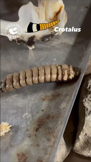 How a Rattlesnake Rattle Actually Works #Rattlesnake #Snakes #Anatomy