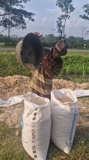 Technique for spreading manure without using tools-Agriculture farming #shorts #dhaniiandhika