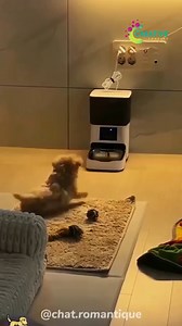 377K views · 2.3K reactions | Cats: expert nappers and chaos creators. | Creative Company | Facebook