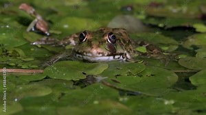 The swamp toad blinks. Muzzle of the frog