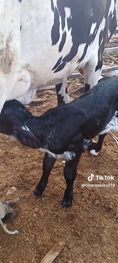 Cicero Alves no TikTok