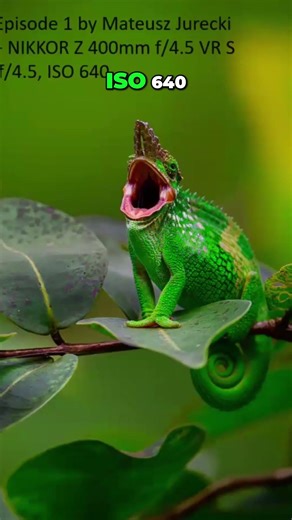 Yawning Episode 1 Nikon Z7 Photography Secrets Revealed!