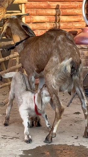 Goat baby mother feeding 🤩