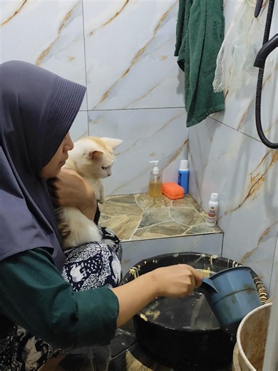 Tips Mandikan Kucing dengan Shampoo yang Tepat
