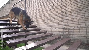 Cute service dog german shepherdom uncertainly runs an obstacle course on national competition of canine. The animal is afraid and the paw falls through. Artificial fences. Rescue dog training