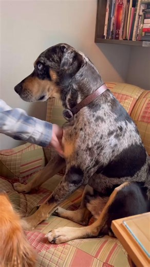 Colt is very demanding when it comes to chest scratchies 😂 #fyp #petsontiktok #itsourhome #dog #takeabite | Colt Blue