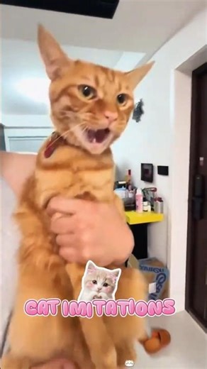 CAT IMITATIONS AT IT'S PEAK #funnycats #shorts