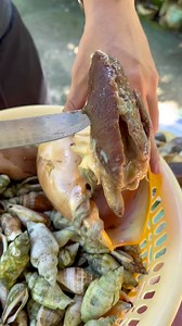 Have you ever tried this shell, so-called “Binga”? | Kagana