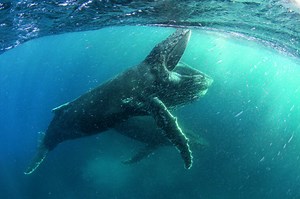 WATCH: Netflix ‘Our Planet’ documentary series landing April 2019